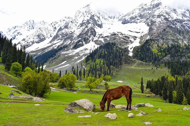 Kashmir 
